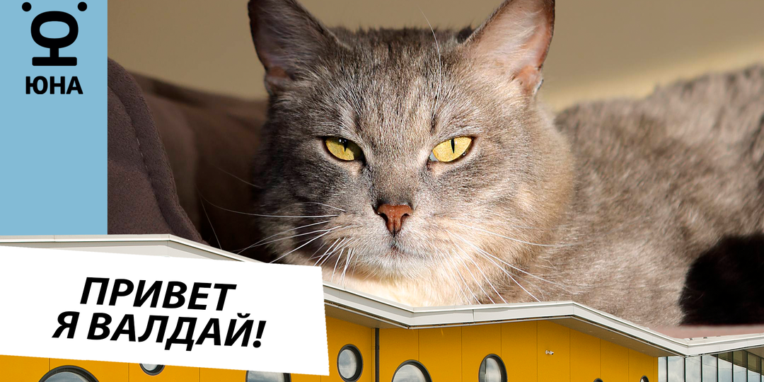 Привет, меня зовут Валдай! Мне 3 года 10 месяцев!