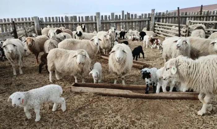 Овцы даже не подозревают о том, что представляют из себя особую забайкальскую тонкорунную породу / фото: канал Александр Осипов в Мах