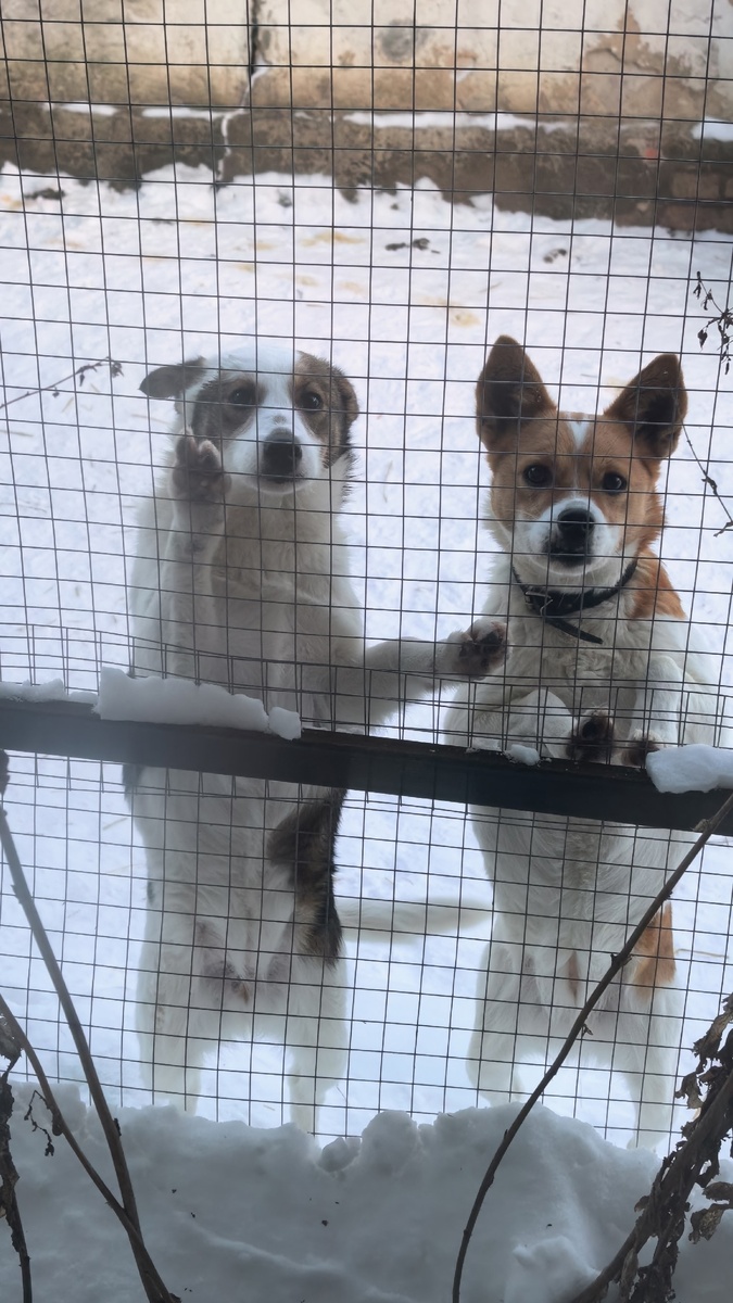 Так Тася с Каштанкой встречали нас в вольере.