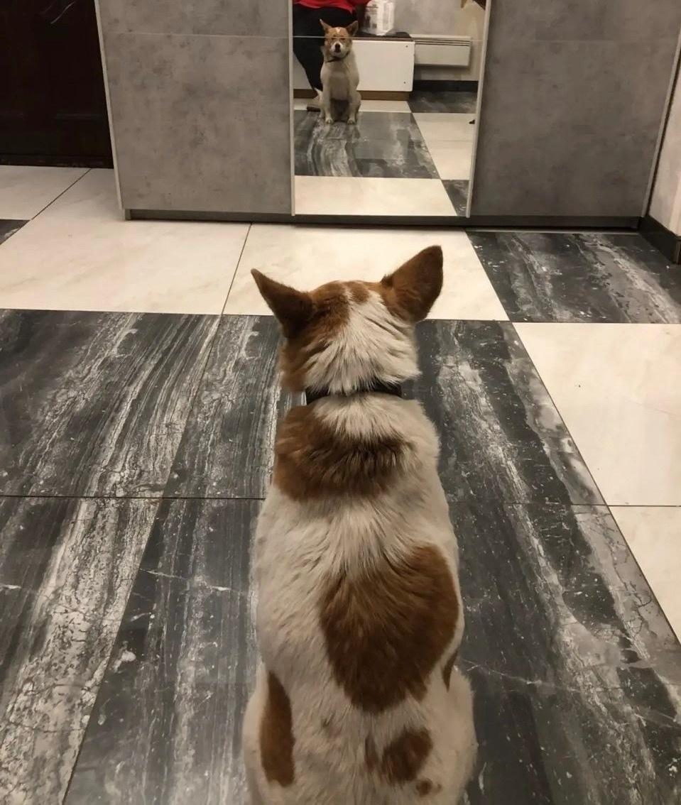 Каштанка счастлива дома.