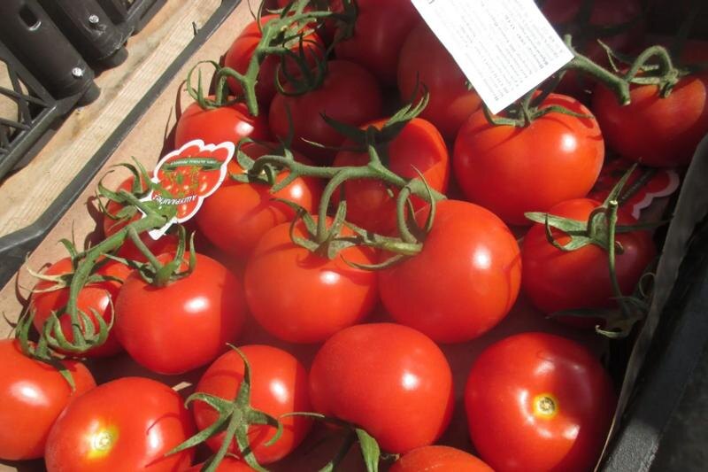    Уральское межрегиональное управление Россельхознадзора. Зараженные томаты