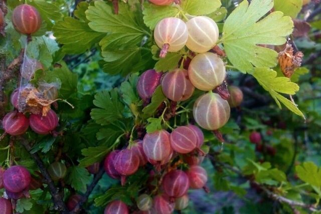 Как нужно сажать смородину, крыжовник и малину?