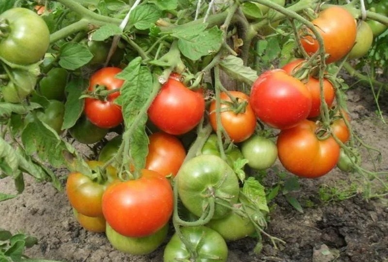 ЛУЧШИЕ РАННЕСПЕЛЫЕ НИЗКОРОСЛЫЕ ТОМАТЫ ДЛЯ ОТКРЫТОГО ГРУНТА.