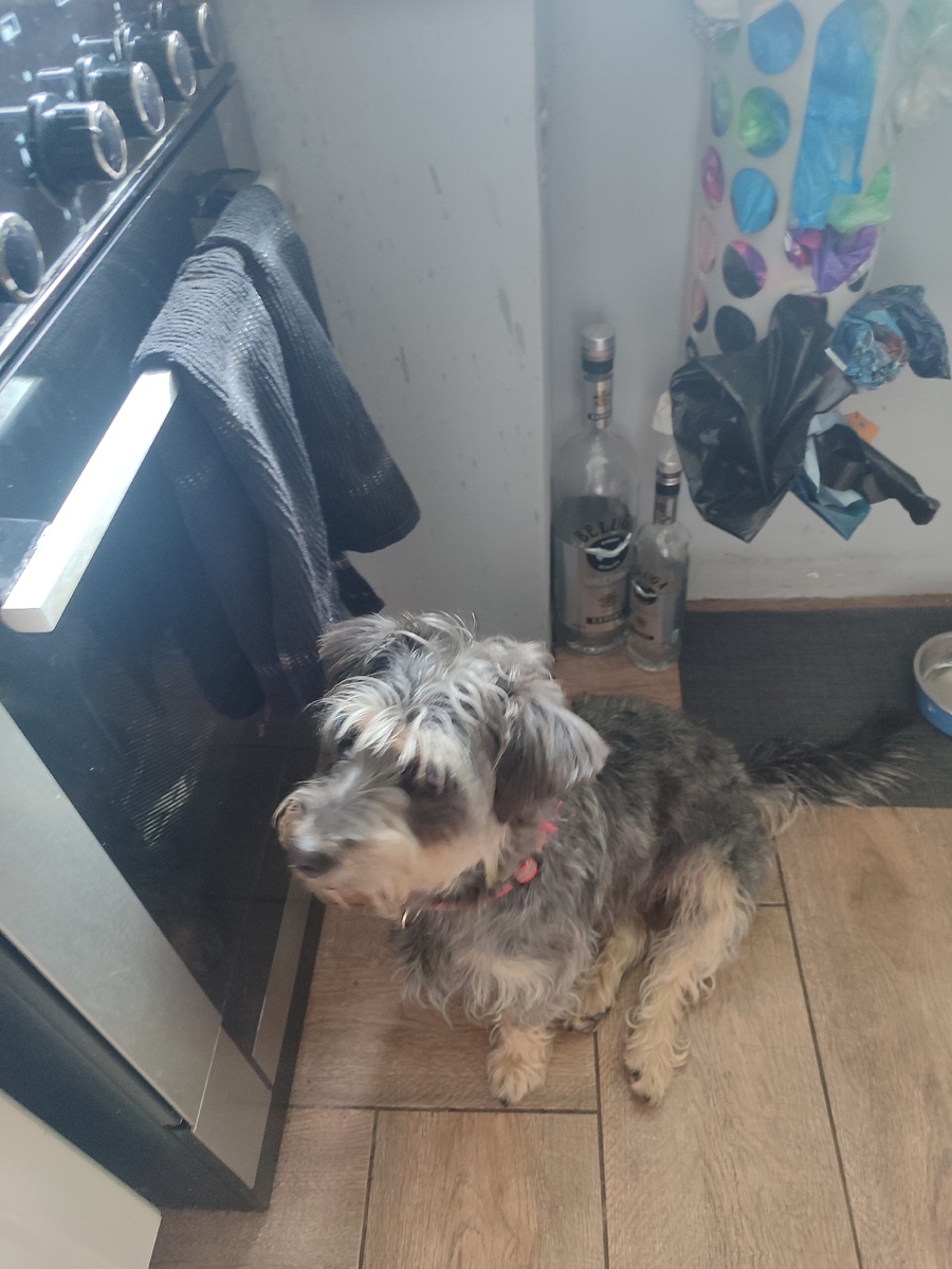 Боня у печки