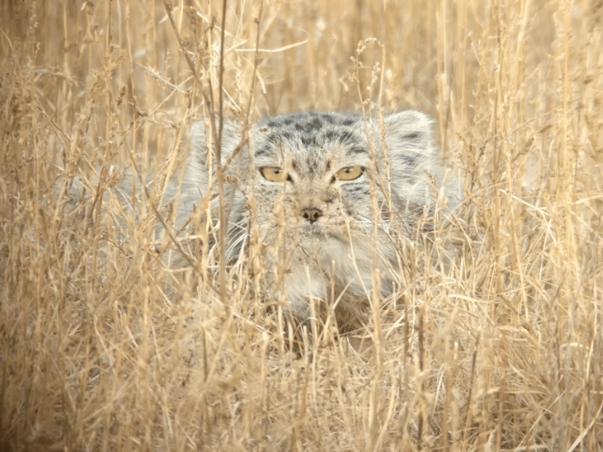Взгляд из-под насупленных бровей леденит душу. Фотография: Wildlife Impulse, CC BY 3.0