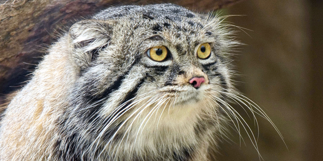 Реальная причина, почему манулу Тимофею нужна разжировка