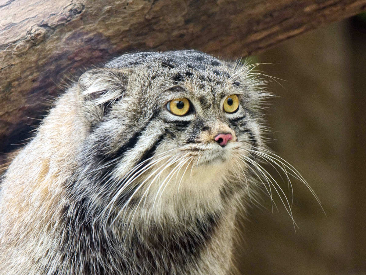 Из относительно изящного котика манул превращается в подозрительно упитанного котофея!  Фотография: Hyppolyte de Saint-Rambert, CC BY 4.0