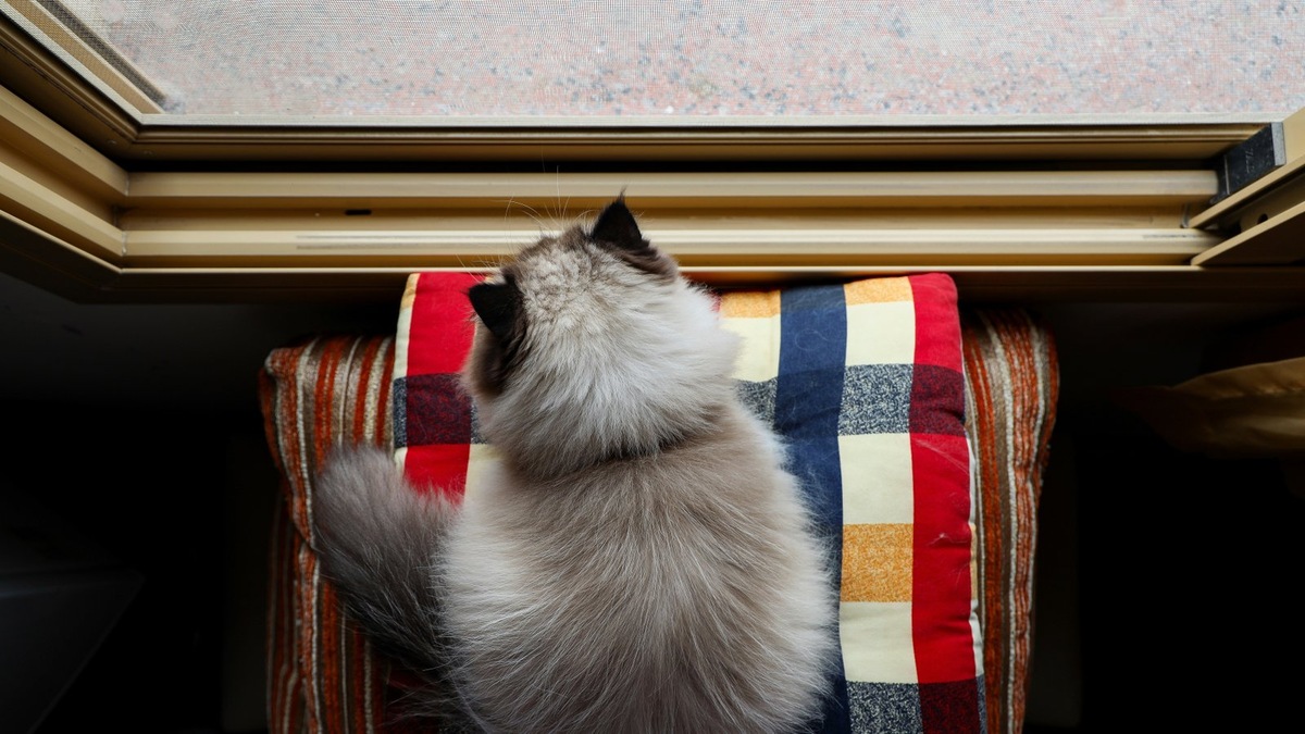    Весеннее цветение может омрачиться для питомцев дискомфортом от аллергии