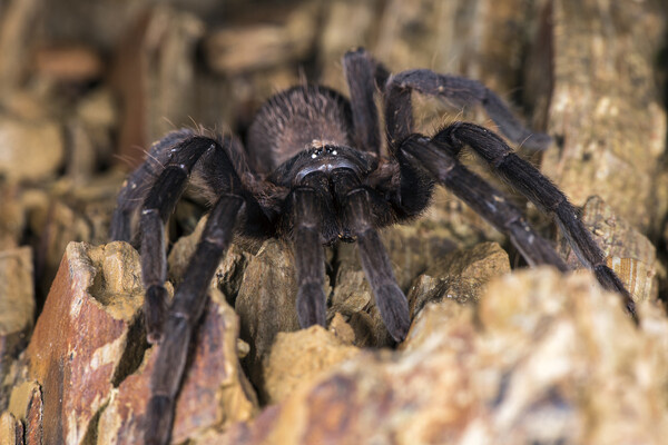 Norjipin Saidi/Shutterstock/FOTODOM   📷