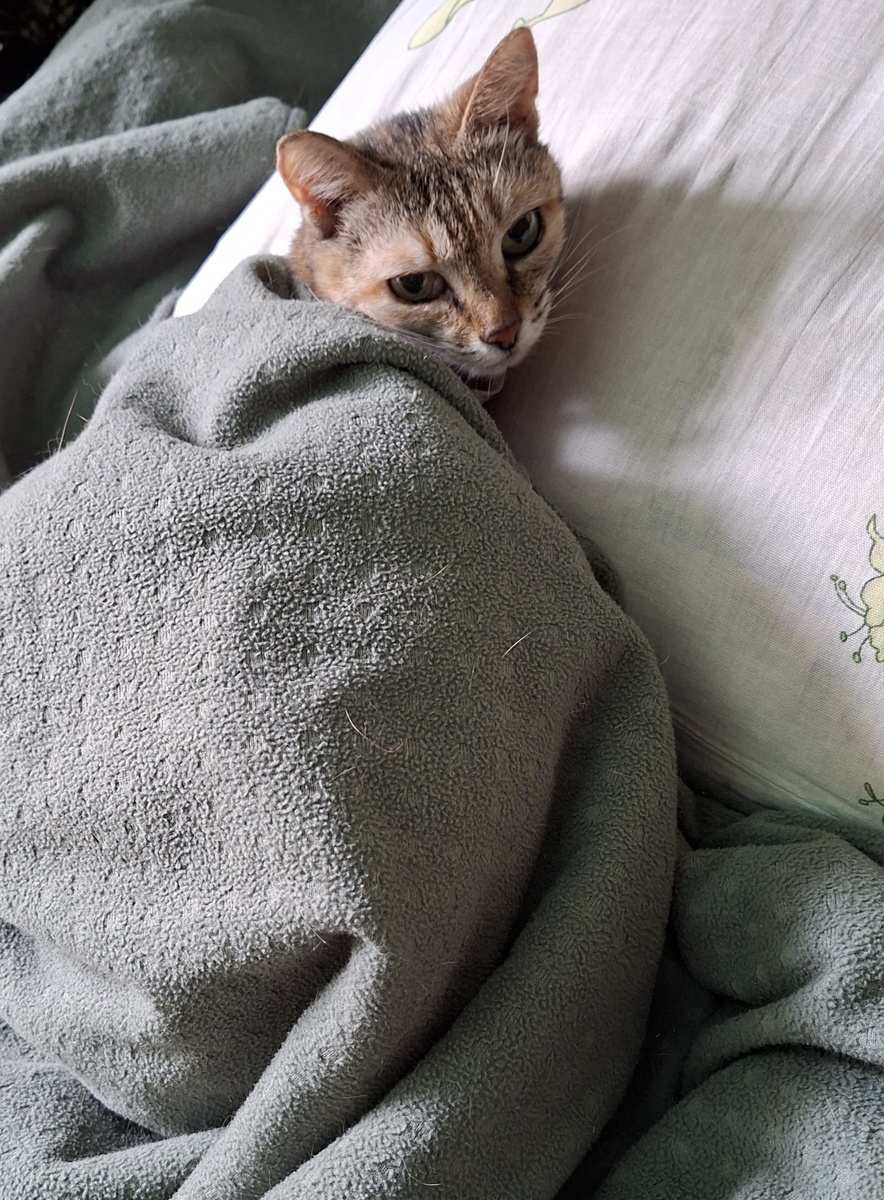 Анфиска залезла на подушку под одеяло и покрывало. Вот как она смогла так устроиться?🙂