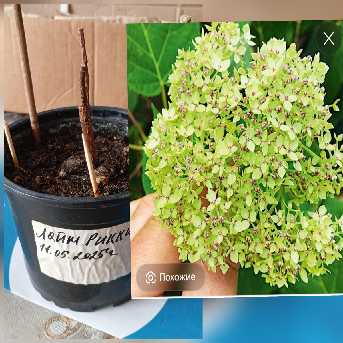 Гортензия фото автора.