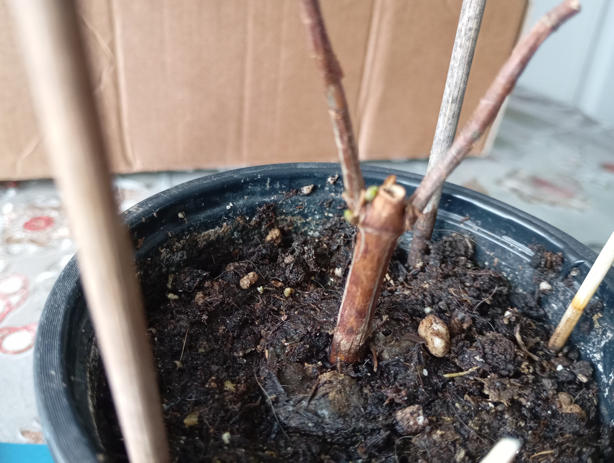 Фото автора.