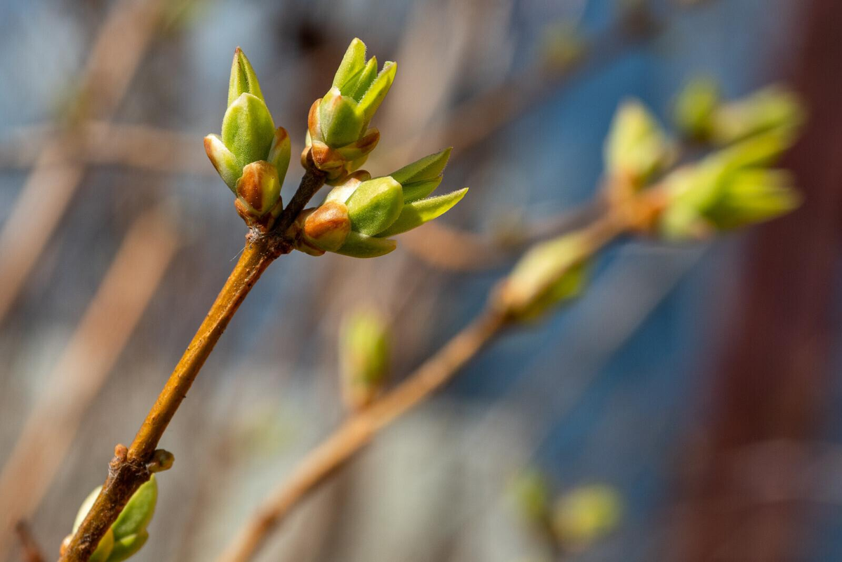 Олег Золото/«Петербургский дневник»