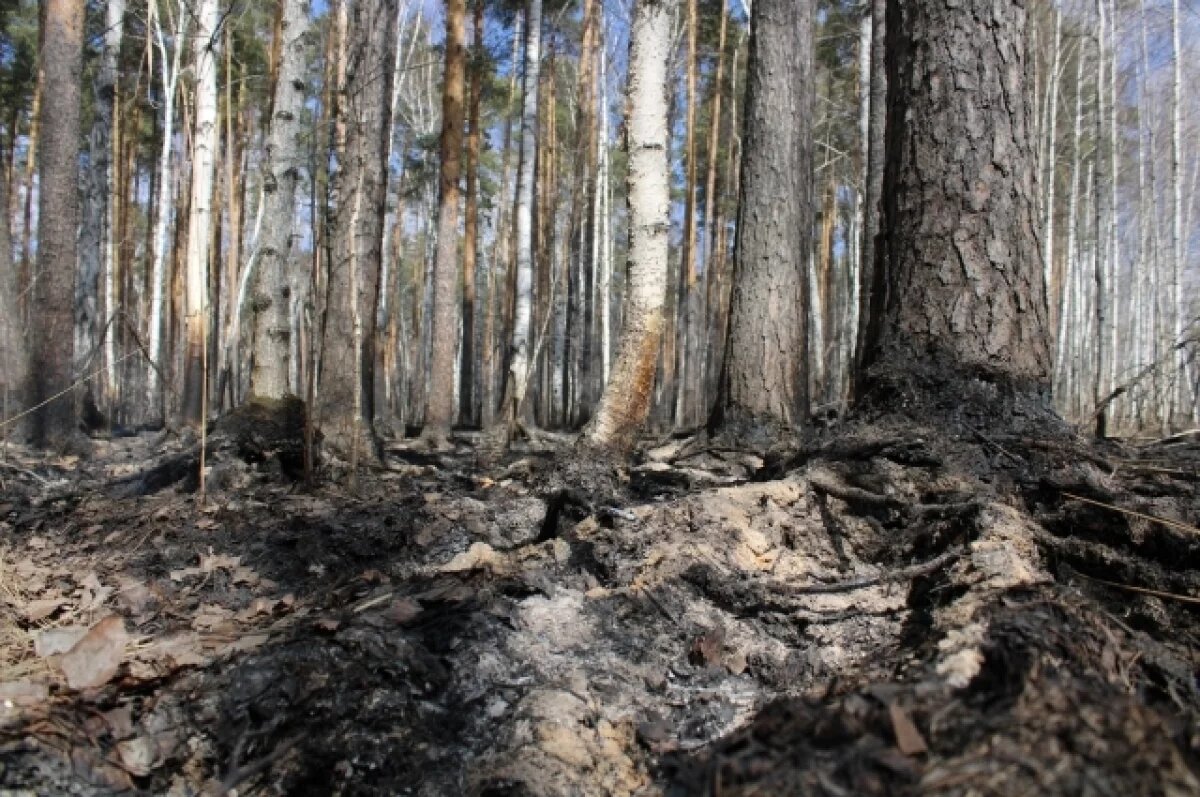    В Сыктывкаре 10 апреля объявили особый противопожарный режим