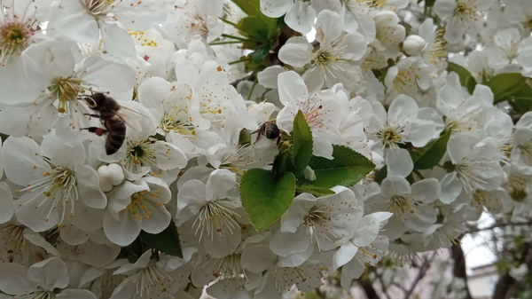    © РИА Новости Крым