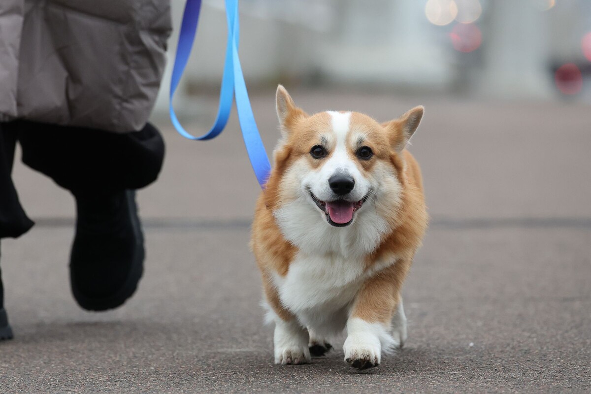  © Павел Орловский, Times.by