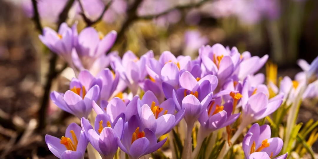 Какие первоцветы распустились в Парках Москвы