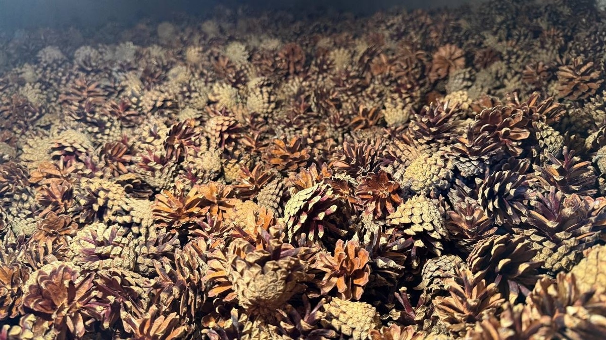    фото: © Минприроды Карелии