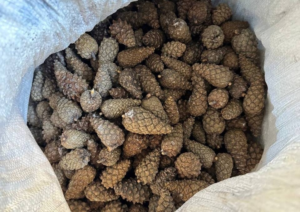    В Карелии собрали шишек почти в 6 раз больше, чем в прошлом сезоне© Минприроды Карелии