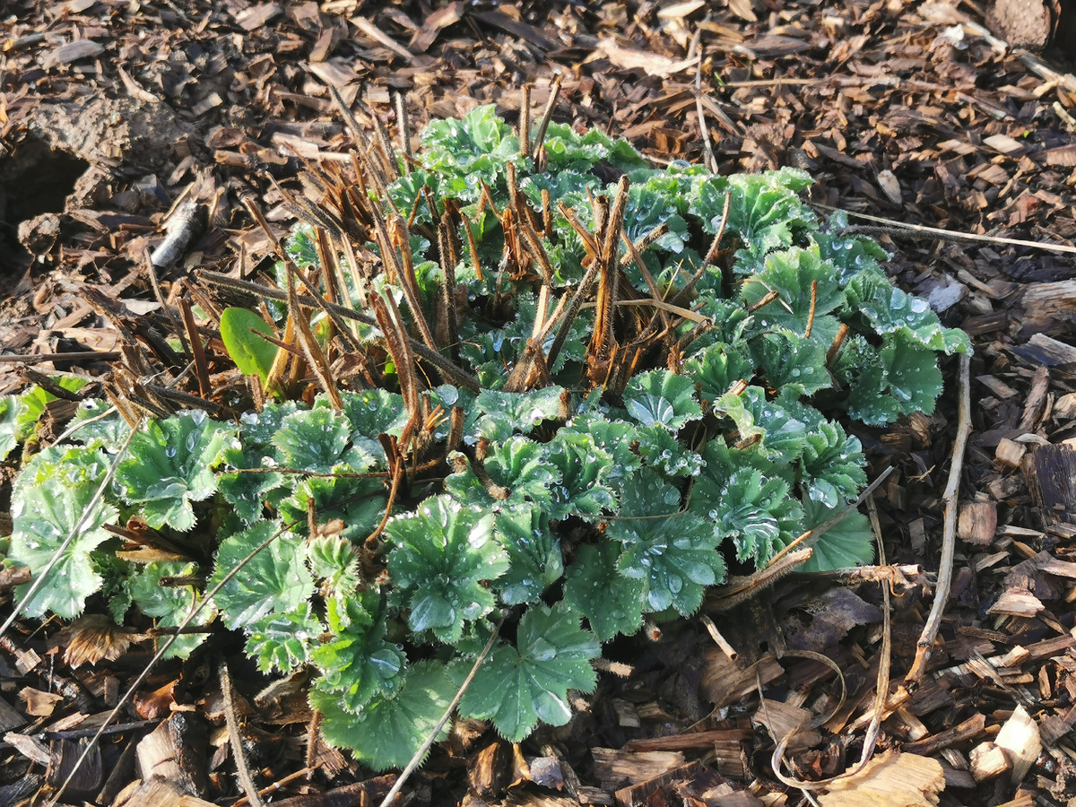 Манжетка мягкая