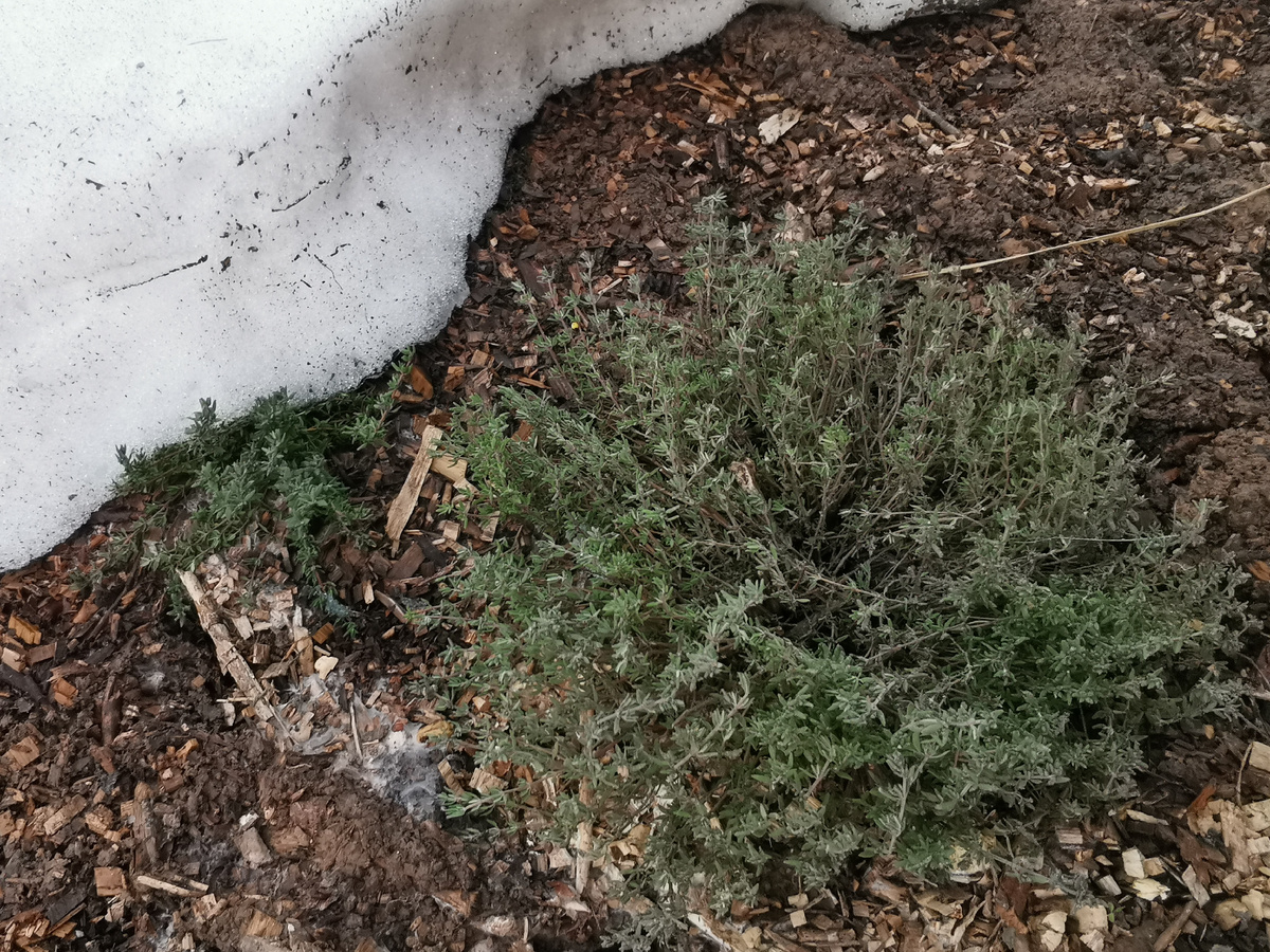 Тимьян лимоннопахнущий, выращен из семян. На этой фото он еще зеленый