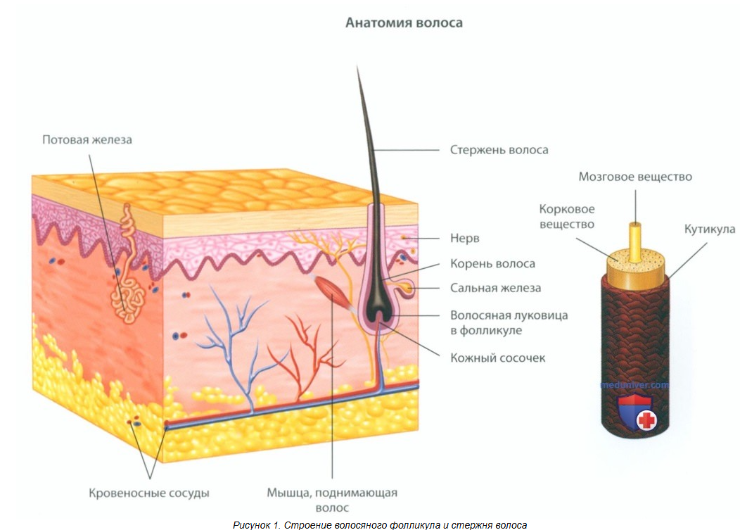 Источник: https://meduniver.com/Medical/Dermat/uzi_anatomia_volosa.html