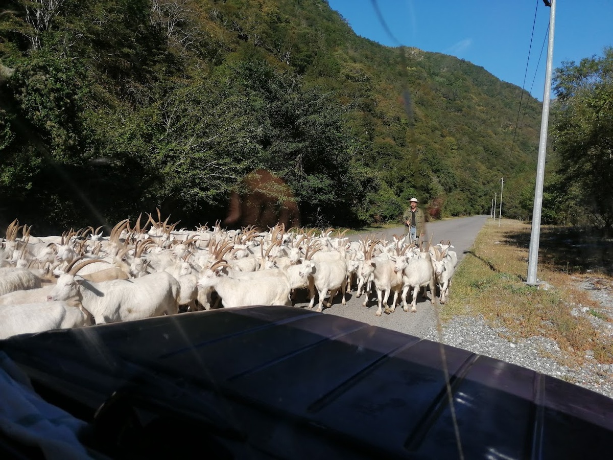 Где-то по пути к озеру Рица. Фото автора