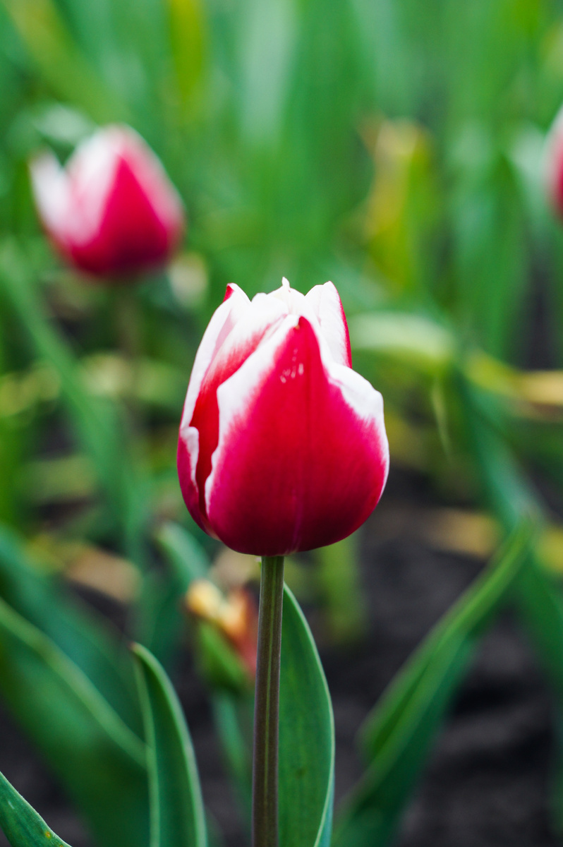 Тюльпан. Автор Андрей Батуркин.