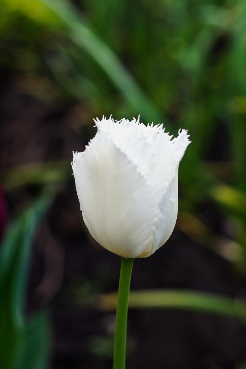Тюльпан. Автор Андрей Батуркин.
