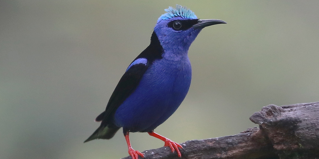 Лазурная танагра-медосос