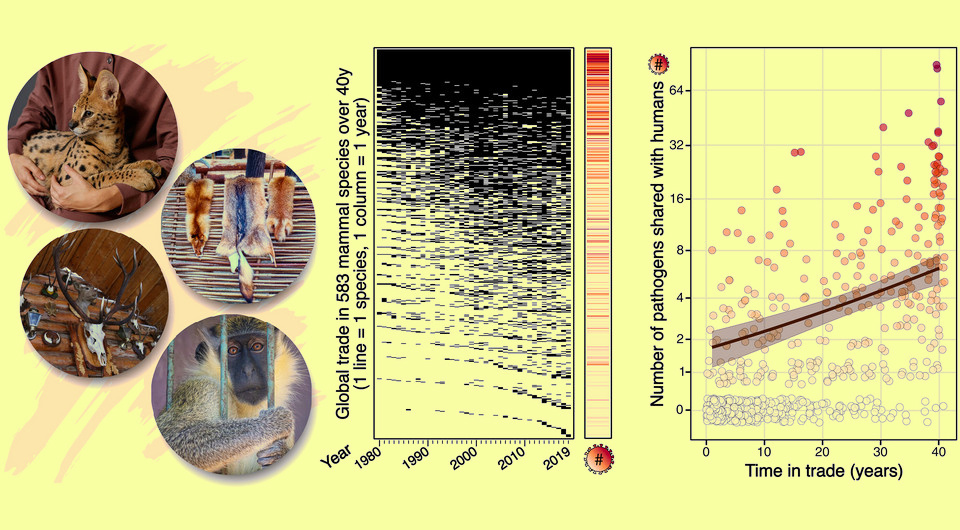   N + 1; Jérôme M. W. Gippet et al. / Science, 2026