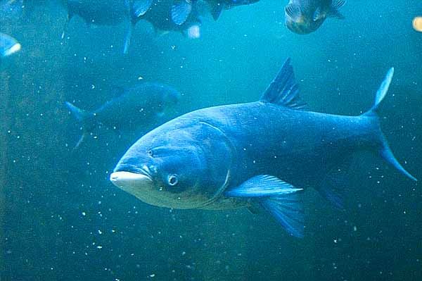 Толстолобик: образ жизни и гастрономическая ценность рыбы