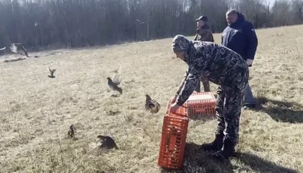     Выпуск серых куропаток. Источник: yandex.ru/video Автор фото: Скриншот видео