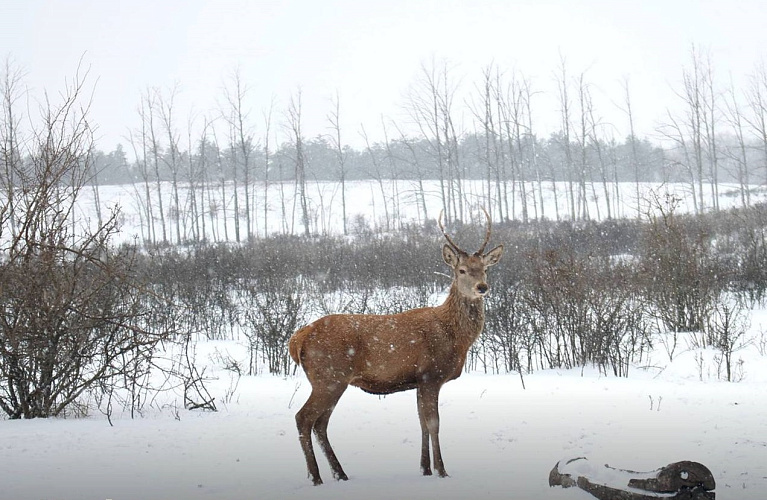    Фото: Минприроды Ростовской области Веселовские вести