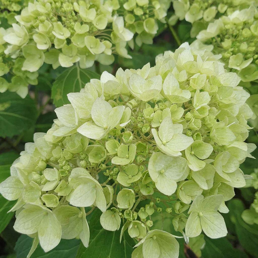 Гортензия «Мэджикал Свит Саммер» в начале цветения: соцветия с зеленоватым оттенком. Иллюстрация автора.