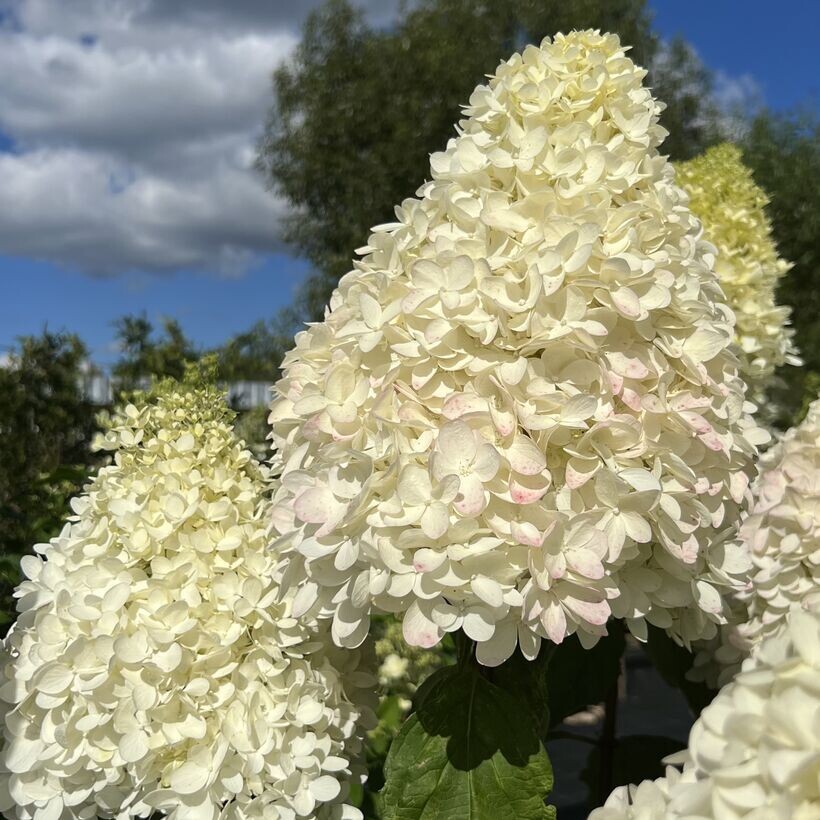 Гортензия в фазе кремового цветения — нежный переход от зелёного к пастельному тону. Фото: из открытого источника.