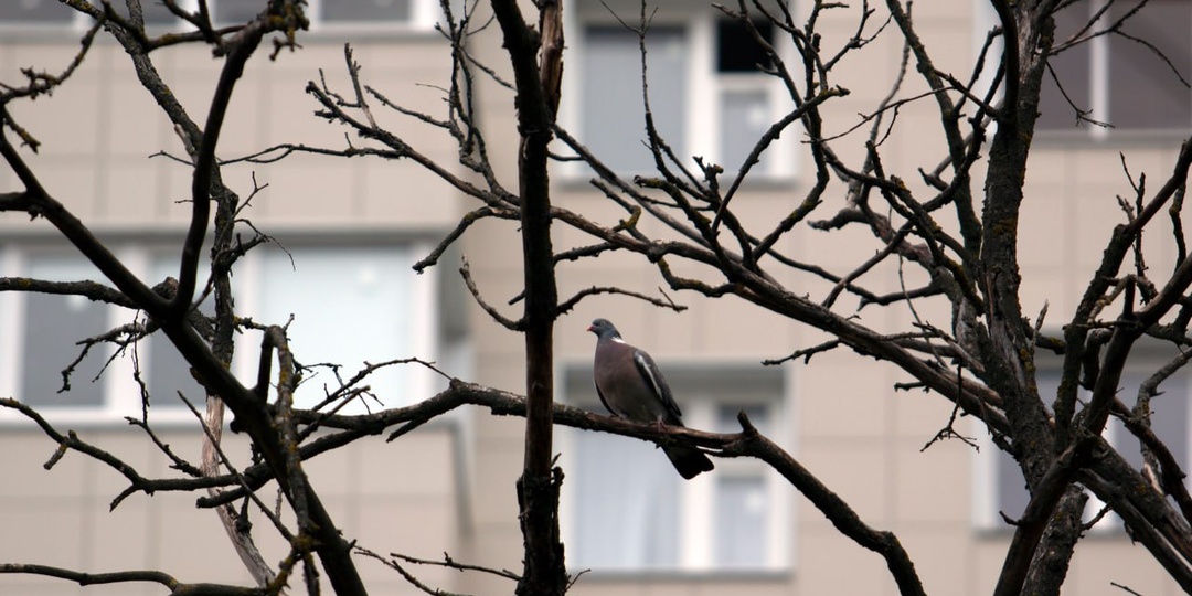 В Курской области 11 апреля синоптики обещают дожди и до +9 градусов