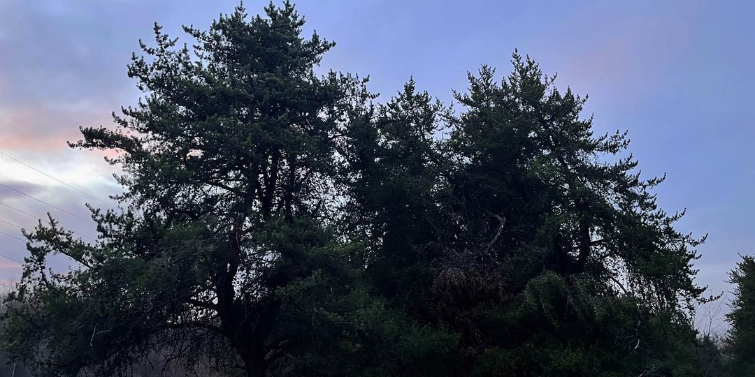 В Курской области 12 апреля ожидается небольшое потепление