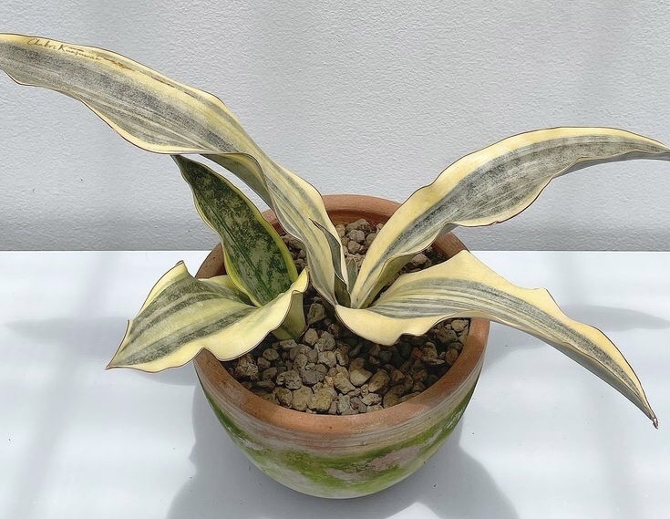 Фото из интернета 