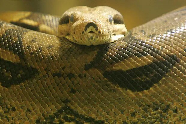    Источник: lenta.ru/ Алла