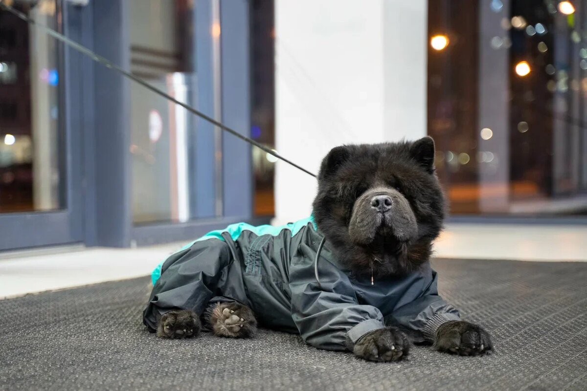 Деменция у собак развивается после 8-летнего возраста. Фото: Александр Плонский / "Питомцы".