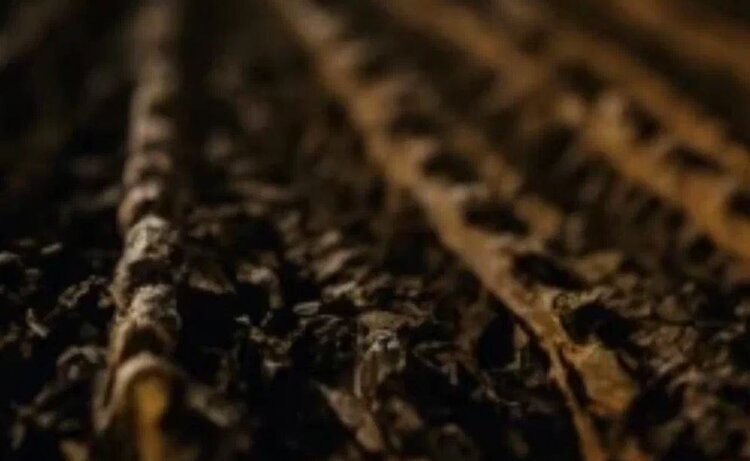    Фото: Медведева Анна, AgroXXI.ru