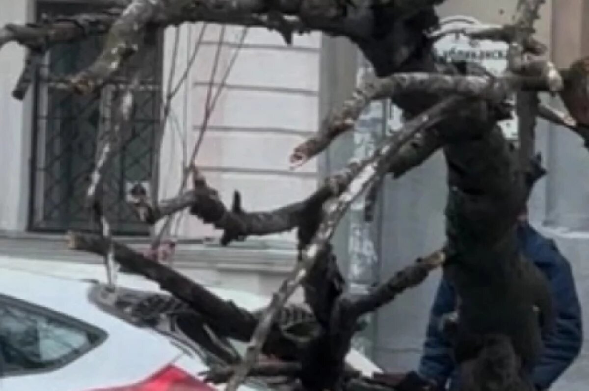    В центре Ярославля дерево обрушилось на иномарку