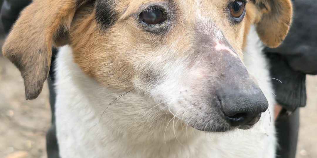 Нас ждут голодный вой и драки! Кричим, помогите, СОС!