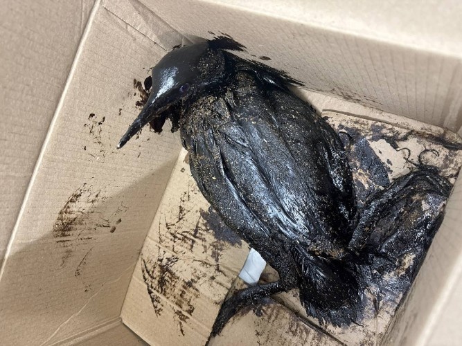    Фото: t.me/zhemchujnaya9