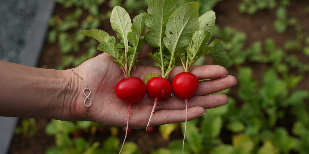 Пошаговая инструкция посадки редиса