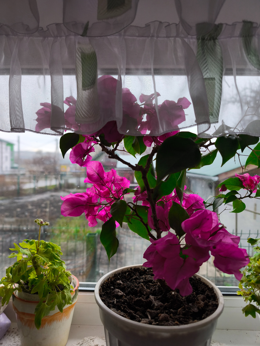 Фото 📷 автора бугенвиллея цветёт третий раз за зиму
