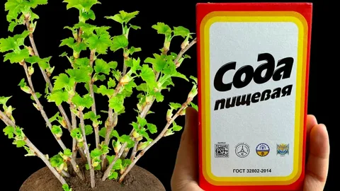 Сода для смородины на Ставрополье: почему наши дачники сыплют этот порошок под кусты в апреле