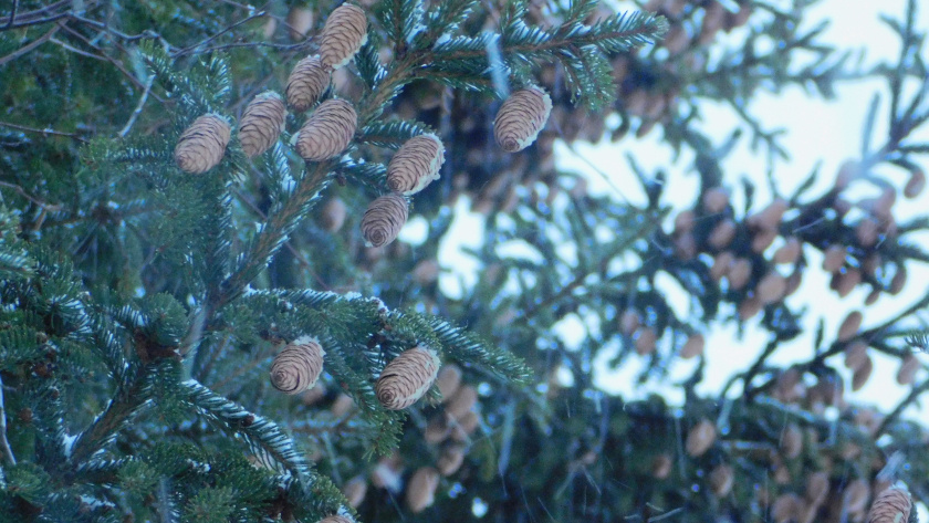    автор фото Вячеслав Вольгин