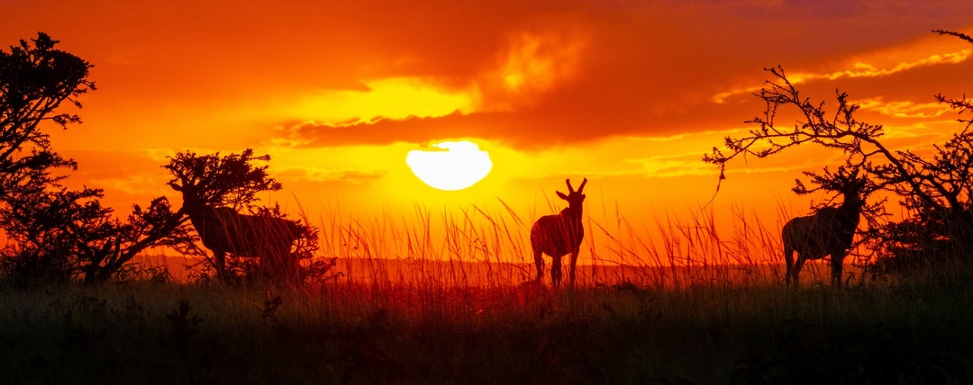 Большая пятёрка» и не только: где искать истинный дух сафари